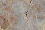 Polished, Petrified Wood (Araucarioxylon) Round - Arizona #193694-2